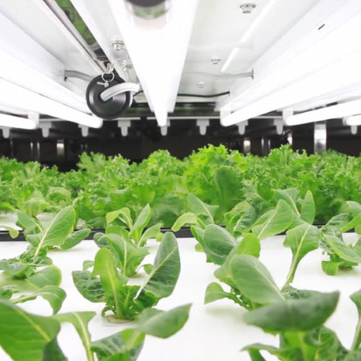 The Indoor Farming Revolution