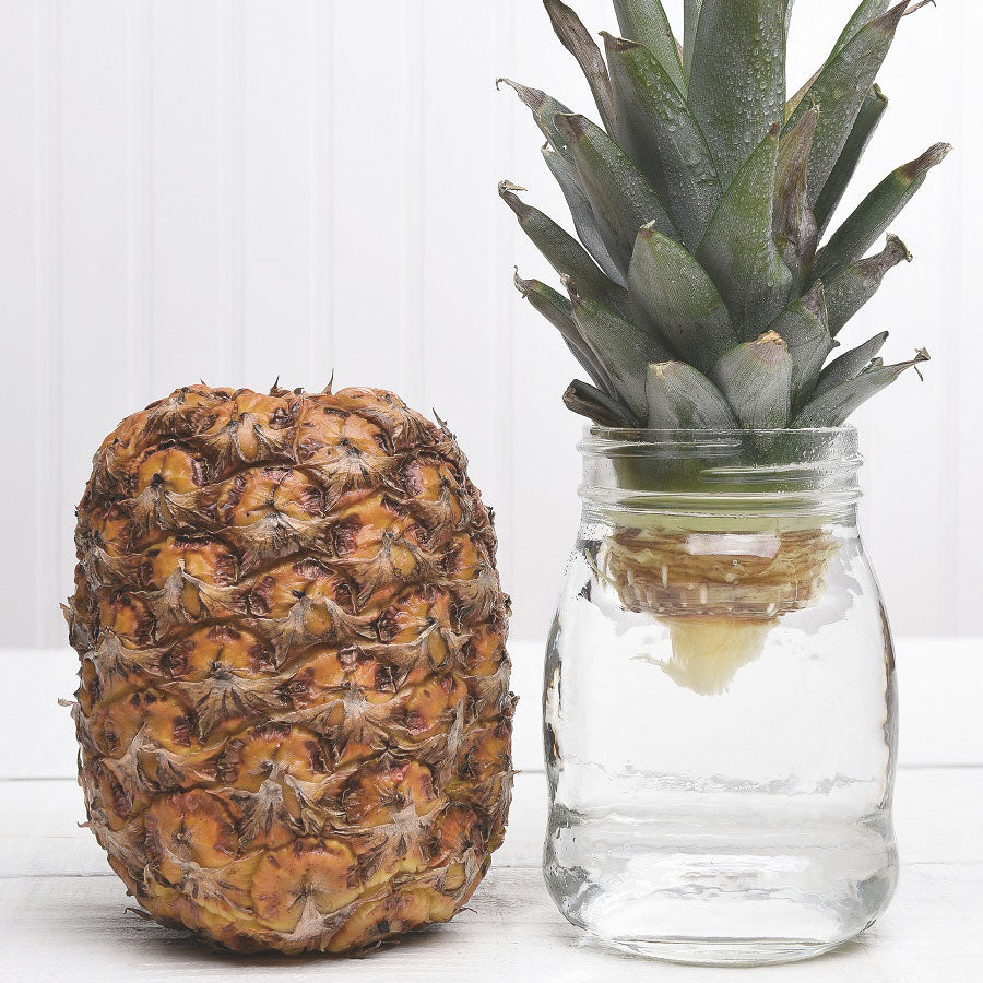 6 Kitchen Scraps You Can Regrow in Water 