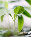 Transplanting Seedlings Outside 