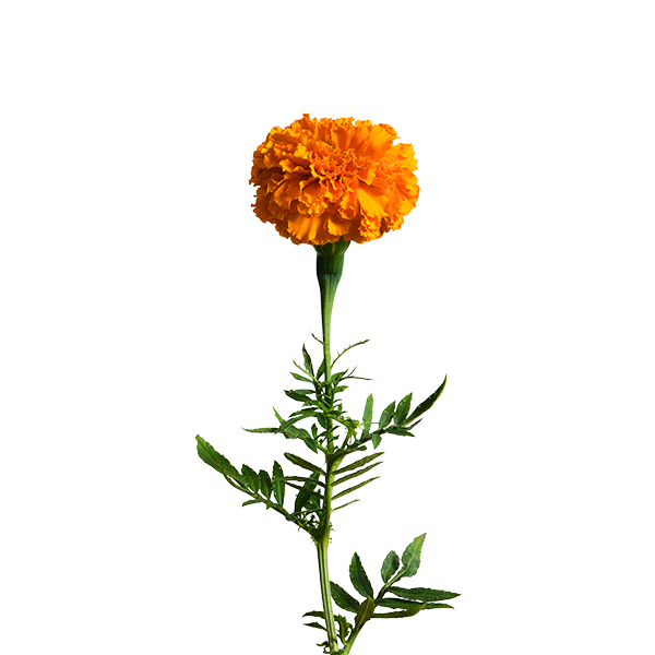 orange marigold seeds Marigold SeedPods
