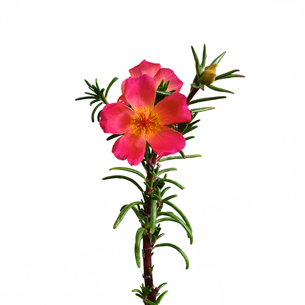 portulaca flower seeds Moss Rose SeedPods – ēdn