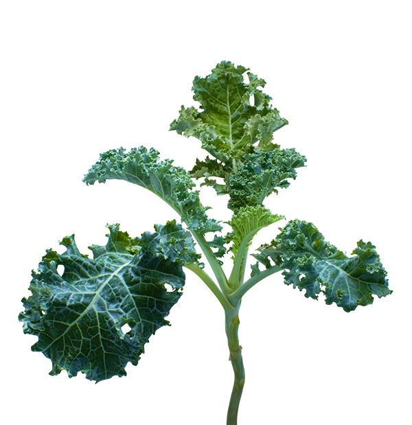 kale succulent Kale SeedPods – ēdn