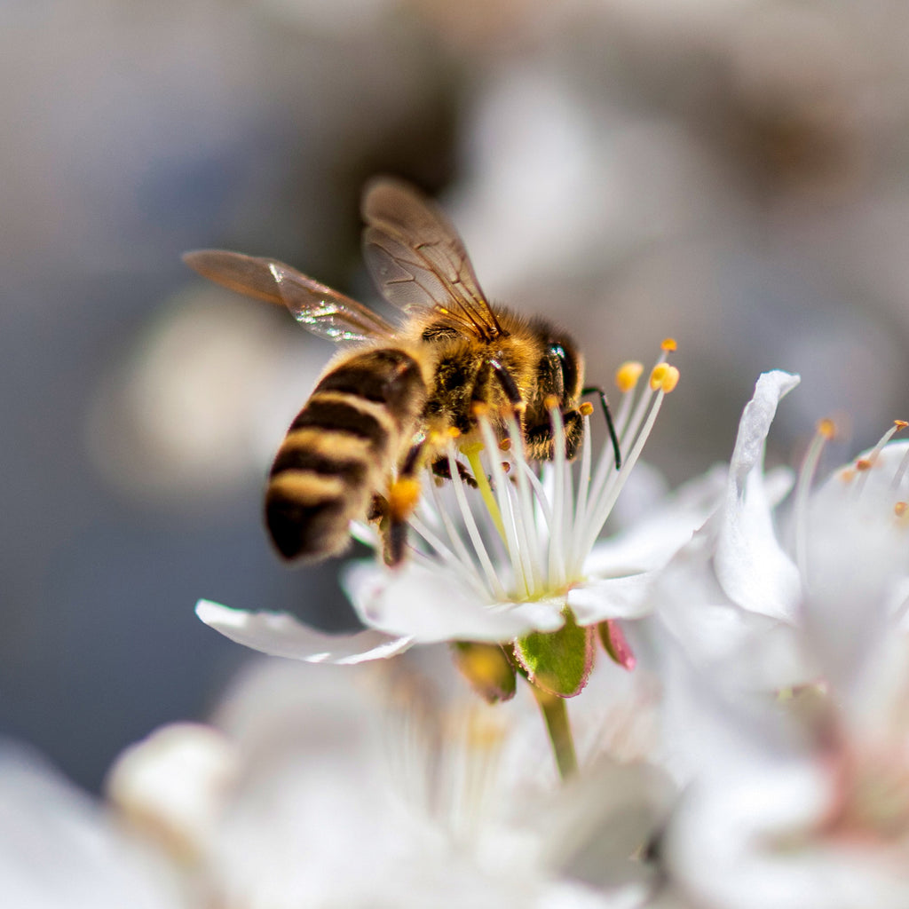 A Symbiotic Relationship: Flowers & Bees