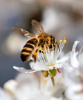 A Symbiotic Relationship: Flowers & Bees