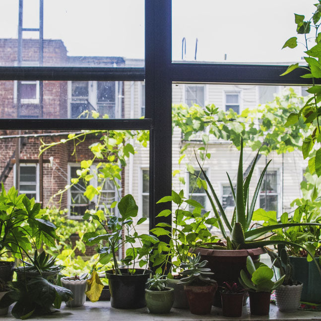 Urban Gardening: How to Garden in the City 