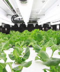 The Indoor Farming Revolution