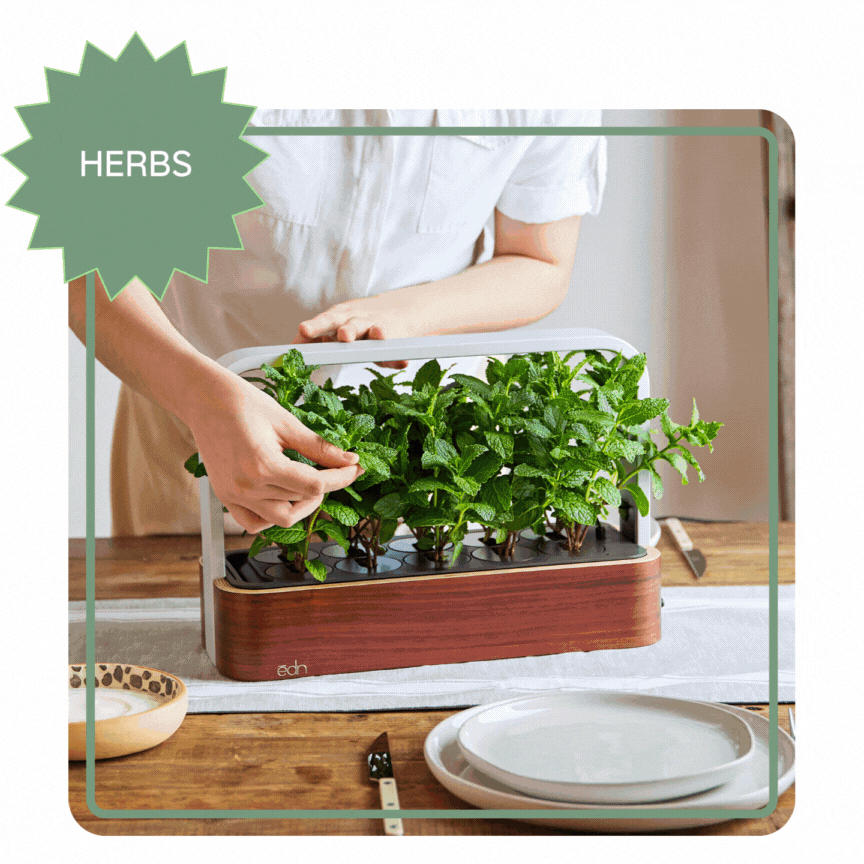 planting seed pods Plant Your Own SeedPods – ēdn