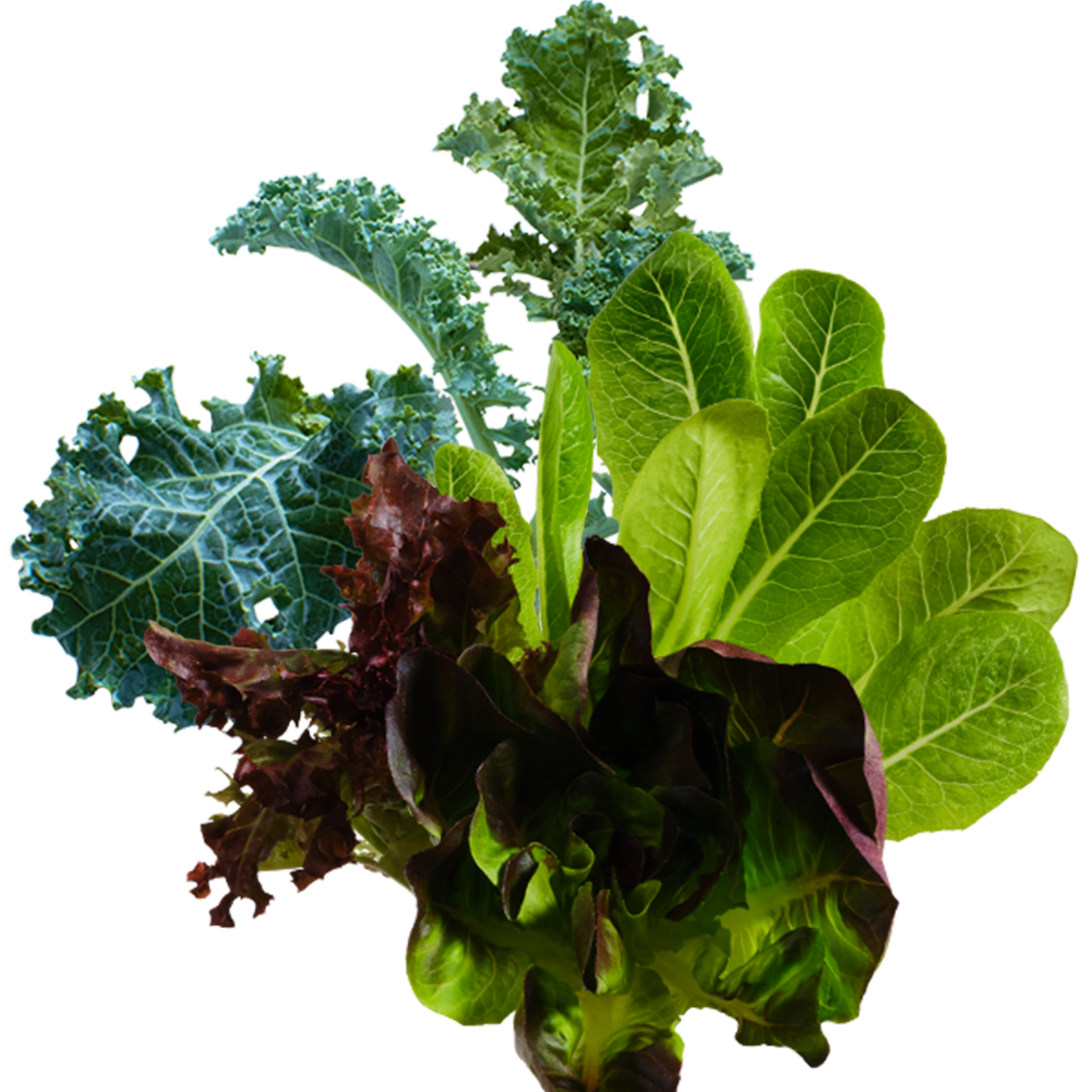 Salad Mix SeedPods