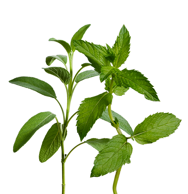Tea Mix SeedPods
