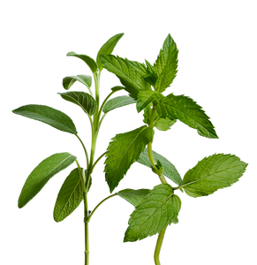 Tea Mix SeedPods