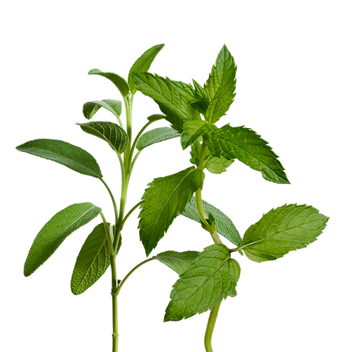Tea Mix SeedPods