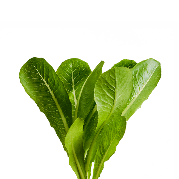 Bibb Lettuce SeedPods