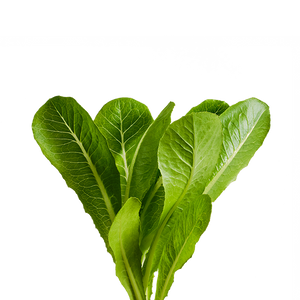 Bibb Lettuce SeedPods