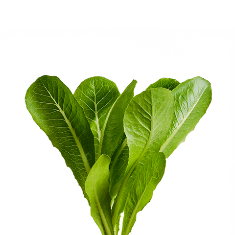 Bibb Lettuce SeedPods