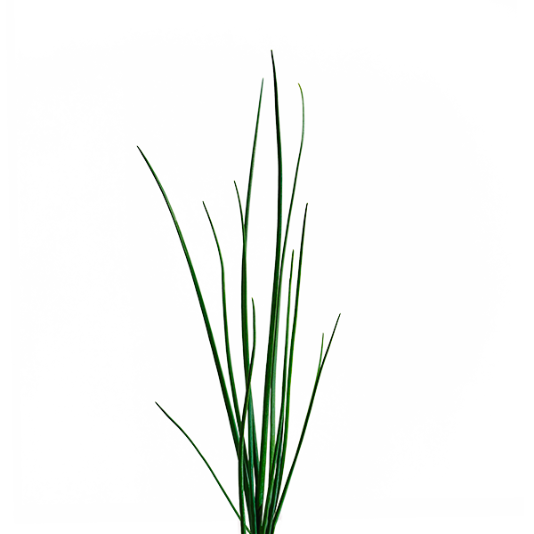 Chive SeedPods
