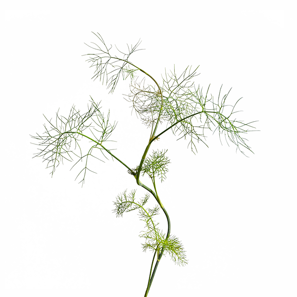 Fennel SeedPods