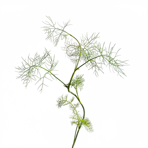 Fennel SeedPods
