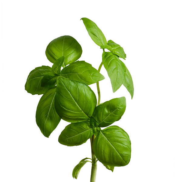 Basil SeedPods