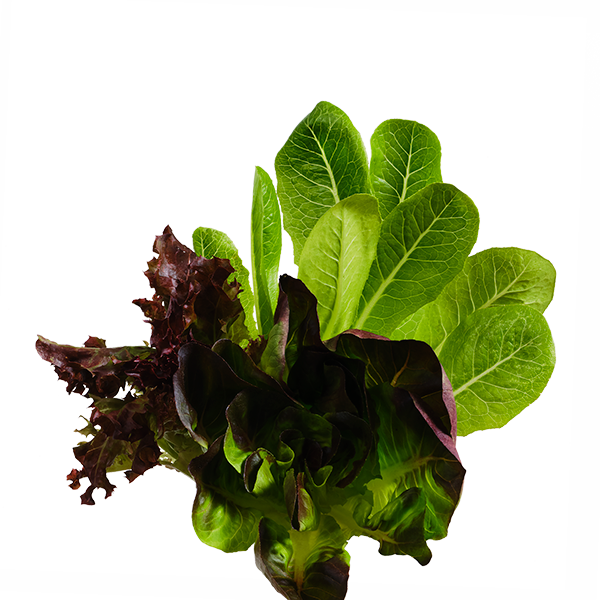 Lettuce Mix SeedPods