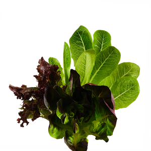 Lettuce Mix SeedPods