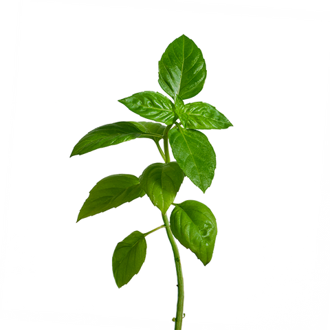 Lime Basil SeedPods