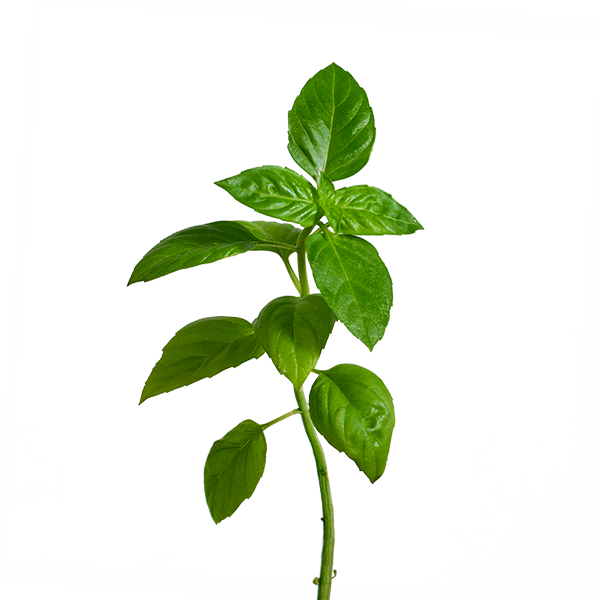 Lime Basil SeedPods