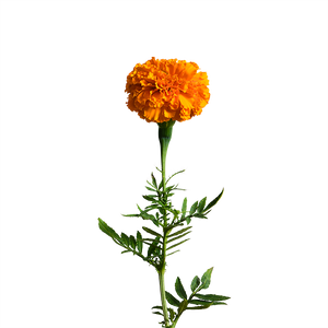 Marigold SeedPods