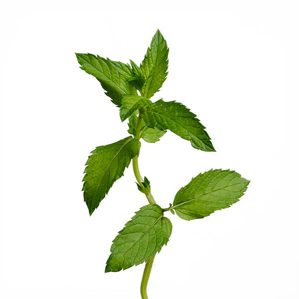 Mint SeedPods