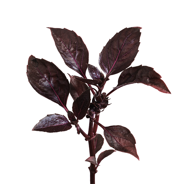 Purple Basil SeedPods