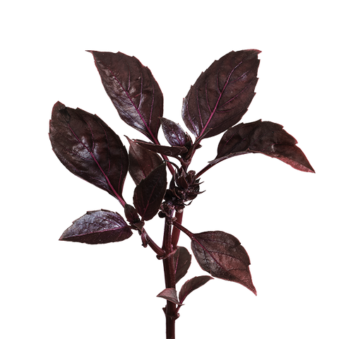 Purple Basil SeedPods