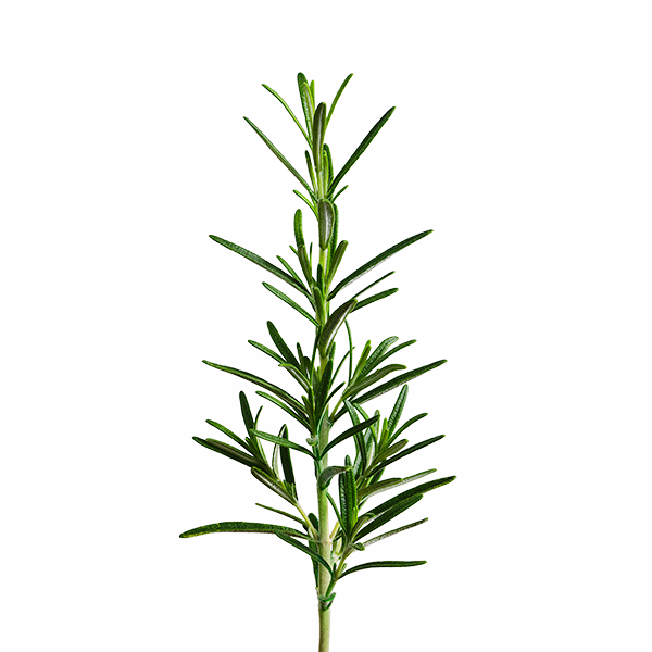 Rosemary SeedPods