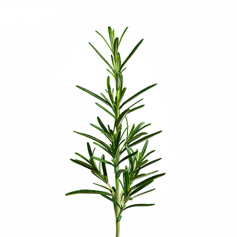 Rosemary SeedPods