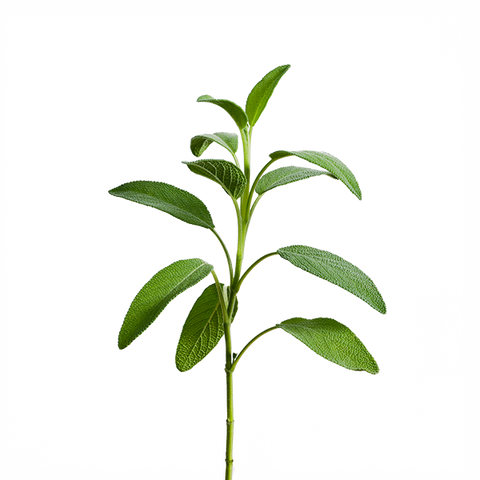 Sage SeedPods