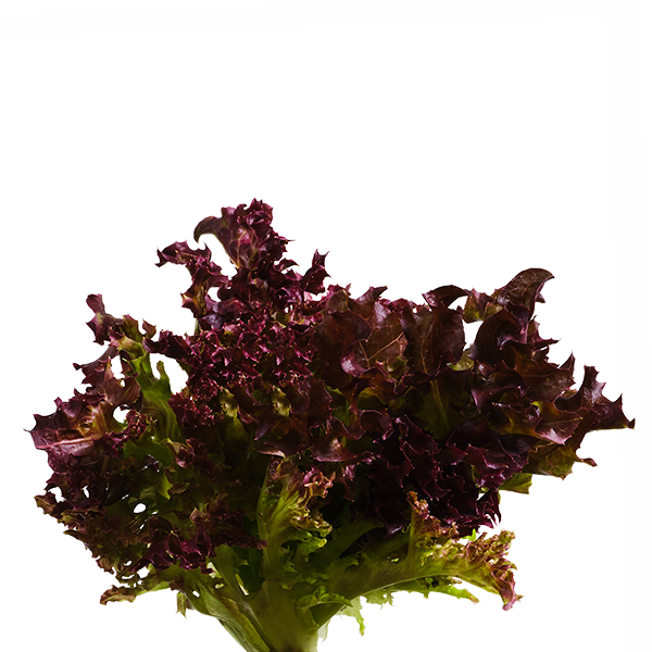 Spritzer Lettuce SeedPods