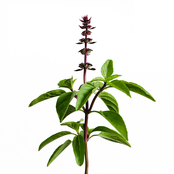 Thai Basil SeedPods