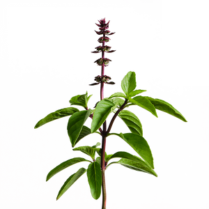 Thai Basil SeedPods