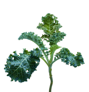 Kale SeedPods
