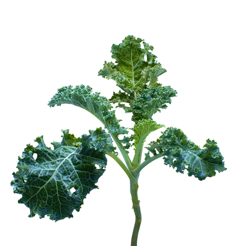 Kale SeedPods