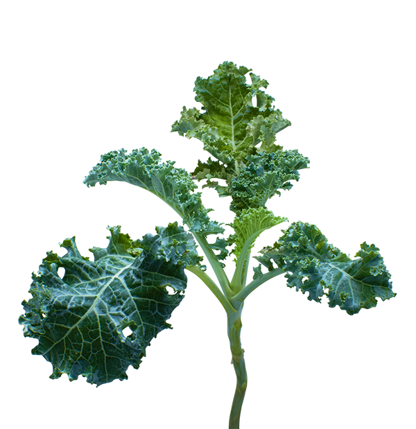 Kale SeedPods